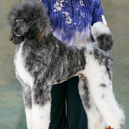 Poodle puppies from Paterson Poodles