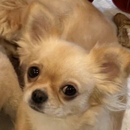 Clara - Chihuahua