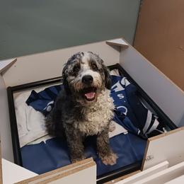 Lana - Bernedoodle