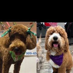 Poodle puppies from gucci_bentleys_goldendoodles