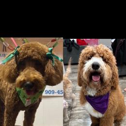 Poodle puppies from gucci_bentleys_goldendoodles