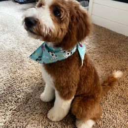 Bernedoodle, Cockapoo, and Goldendoodle Puppies from Danie’s Darling Doodles LLC