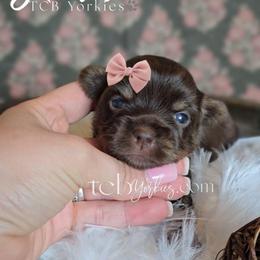 Laurel - Chocolate and tan female Yorkshire Terrier puppy in Greenwood County, South Carolina from TCB Yorkies