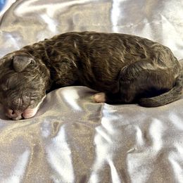 Ghirardelli - Chocolate male Goldendoodle puppy in Cross, South Carolina from DoodleDandy & Danes