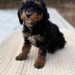 Reese's- orange collar - Phantom male Bernedoodle puppy in Colorado Springs, Colorado from Mercy Mountain Bernedoodles