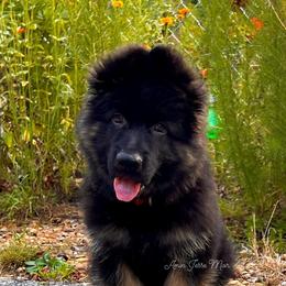 German Shepherd Puppies from Tabor Springs GSD