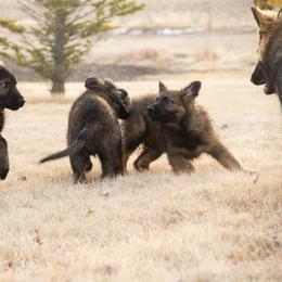 German Shepherd Puppies from Journey's German Shepherds (Kennel Vom Himmel)