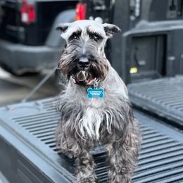 Miniature Schnauzers from Sommett Schnauzer Farms