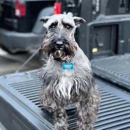Miniature Schnauzers from Sommett Schnauzer Farms