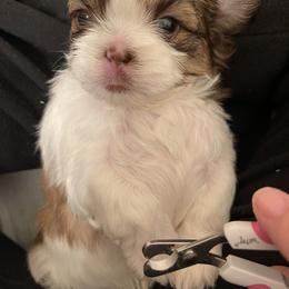 Shih Tzu Puppies from Wood Foo Breeders