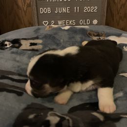 American Corgi Puppies from Mac-Kuz Kennels