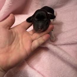 Black n white girl - Piebald female Dachshund puppy in Coeburn, Virginia from Southern Sweetheart Kennels
