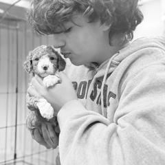 Goldendoodle Puppies from Willow Lane Doodles