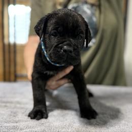 Lt Blue - Black male Cane Corso puppy in Paris, Texas from Knucklehead Cane Corso
