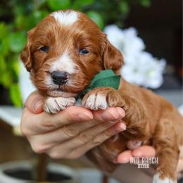 Ranger - Red  male Goldendoodle puppy in Salado, Texas from Red Ranch Dogs