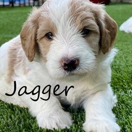 Australian Labradoodle Puppies from Providence Labradoodles