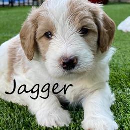 Australian Labradoodle Puppies from Providence Labradoodles