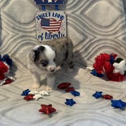 Miniature Australian Shepherd and Toy Australian Shepherd Puppies from Cherry Grove Kennel