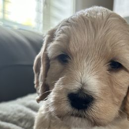 Judy - Cream Goldendoodle puppy in Monroe, North Carolina from Dreamland Aussies & Poodles