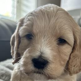 Judy - Cream Goldendoodle puppy in Monroe, North Carolina from Dreamland Aussies & Poodles