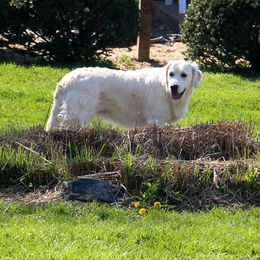Hayley - Golden Retriever
