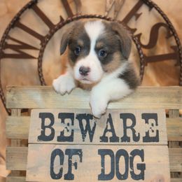 Pembroke Welsh Corgi Puppies from Wild West Corgis of Texas