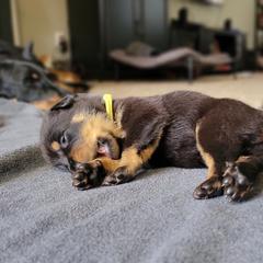 Beauceron Puppies from Rayon de Soleil Beaucerons