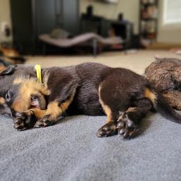 Beauceron Puppies from Rayon de Soleil Beaucerons