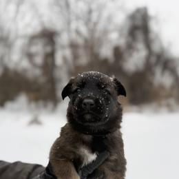 Belgian Malinois and German Shepherd Puppies from Abenteurer German Shepherds & Belgian Malinois