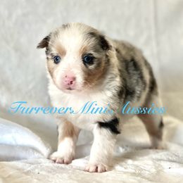 Boy 4 - Blue merle Miniature Australian Shepherd puppy in Visalia, California from Furrever.Mini.Aussies.llc