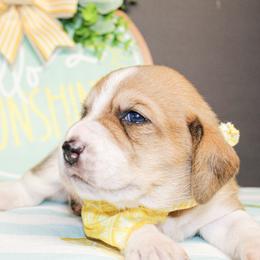 Duke - Red and white male Basset Hound puppy in Antlers, Oklahoma from Rocking H