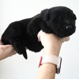 German Shepherd Puppies from Yosemite Shepherds