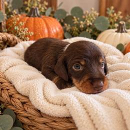 Fergus- Reserved - Chocolate and tan male Dachshund puppy in Stoneville, North Carolina from Yadkin Valley Dachshunds