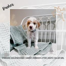 Dasher - Parti female Goldendoodle puppy in Montgomery, Texas from Dacus Doodles