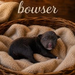 Bowser - Red tri-color male Australian Shepherd puppy in Tyner, Kentucky from Lil’ Town Aussies