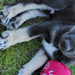 Apollo - Lapponian Herder puppy in Roseburg, Oregon from Kaunis Joki Kennels