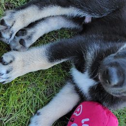 Apollo - Lapponian Herder puppy in Roseburg, Oregon from Kaunis Joki Kennels