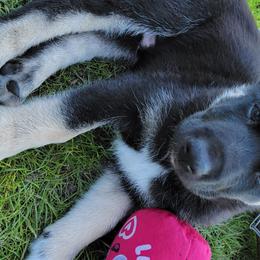 Apollo - Lapponian Herder puppy in Roseburg, Oregon from Kaunis Joki Kennels