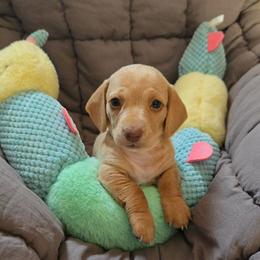 Girl 3 - female Dachshund puppy in Upland, California from The Puppy Cottage