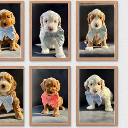 Australian Labradoodle Puppies from Miami Australian Labradoodles