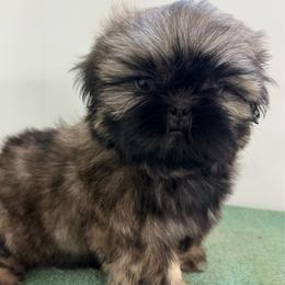 Walter - Gold male Shih Tzu puppy in Morrisville, Missouri from Sweetbriar Shih Tzu