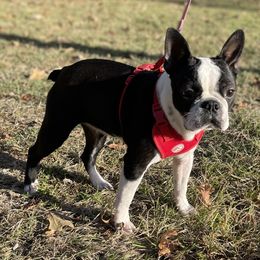 Boston Terriers and Boxers from Shotgun Pups