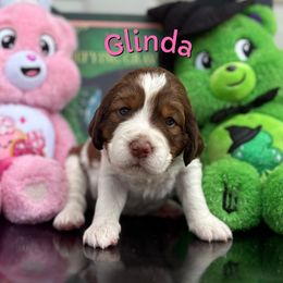 Glinda - Red and white female English Springer Spaniel puppy in Plainwell, Michigan from Homegrown Springers