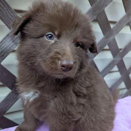 Sono - Liver male German Shepherd puppy in Olean, New York from F&B Kennels