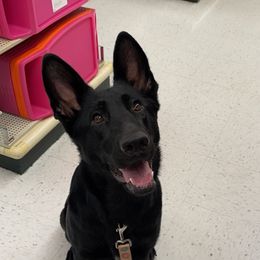 Bucket - German Shepherd