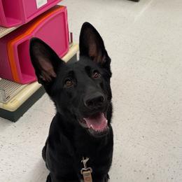 Bucket - German Shepherd