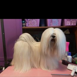 Ella - Lhasa Apso