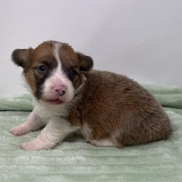 Orion (sable bluie fluffy) - Sable and white male American Corgi puppy in Waco, Texas from The Comma Corgis
