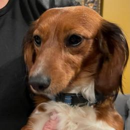 Max - Dachshund