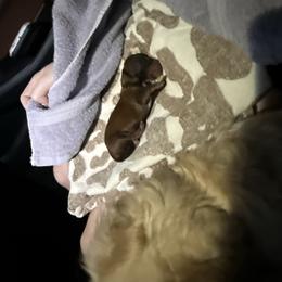 Boy 1 - Brindle male Dachshund puppy in Booneville, Mississippi from Haley's Dachshunds